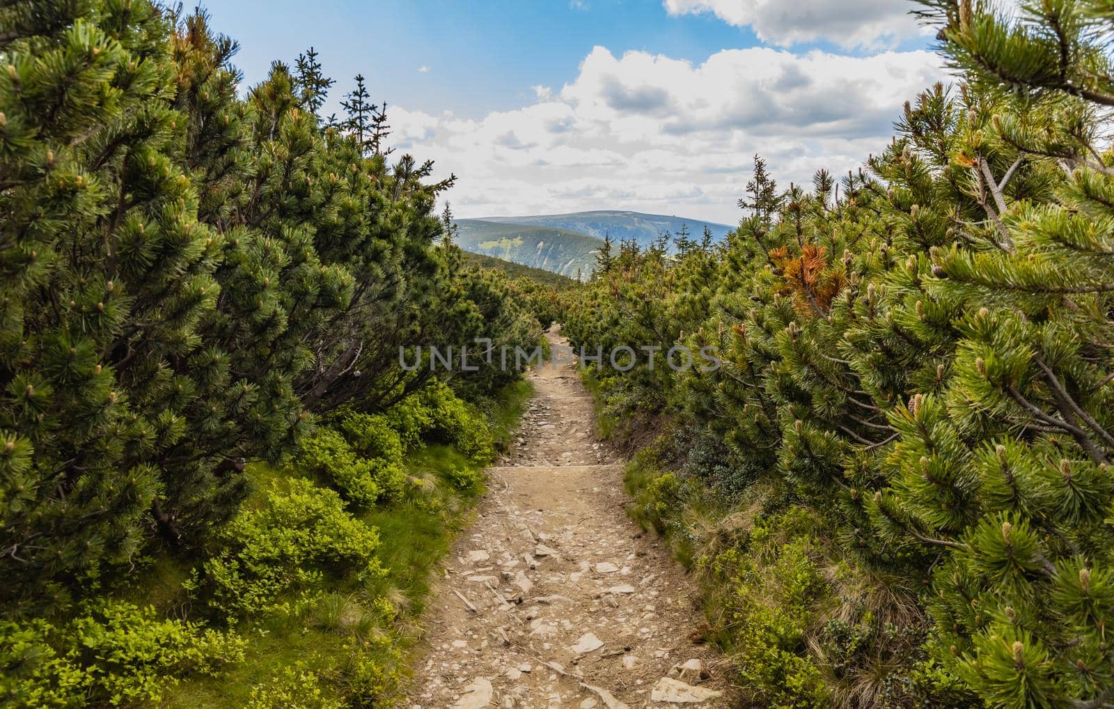 Long mountain trail with panorama if Karkonosze Giant Mountains around by Wierzchu