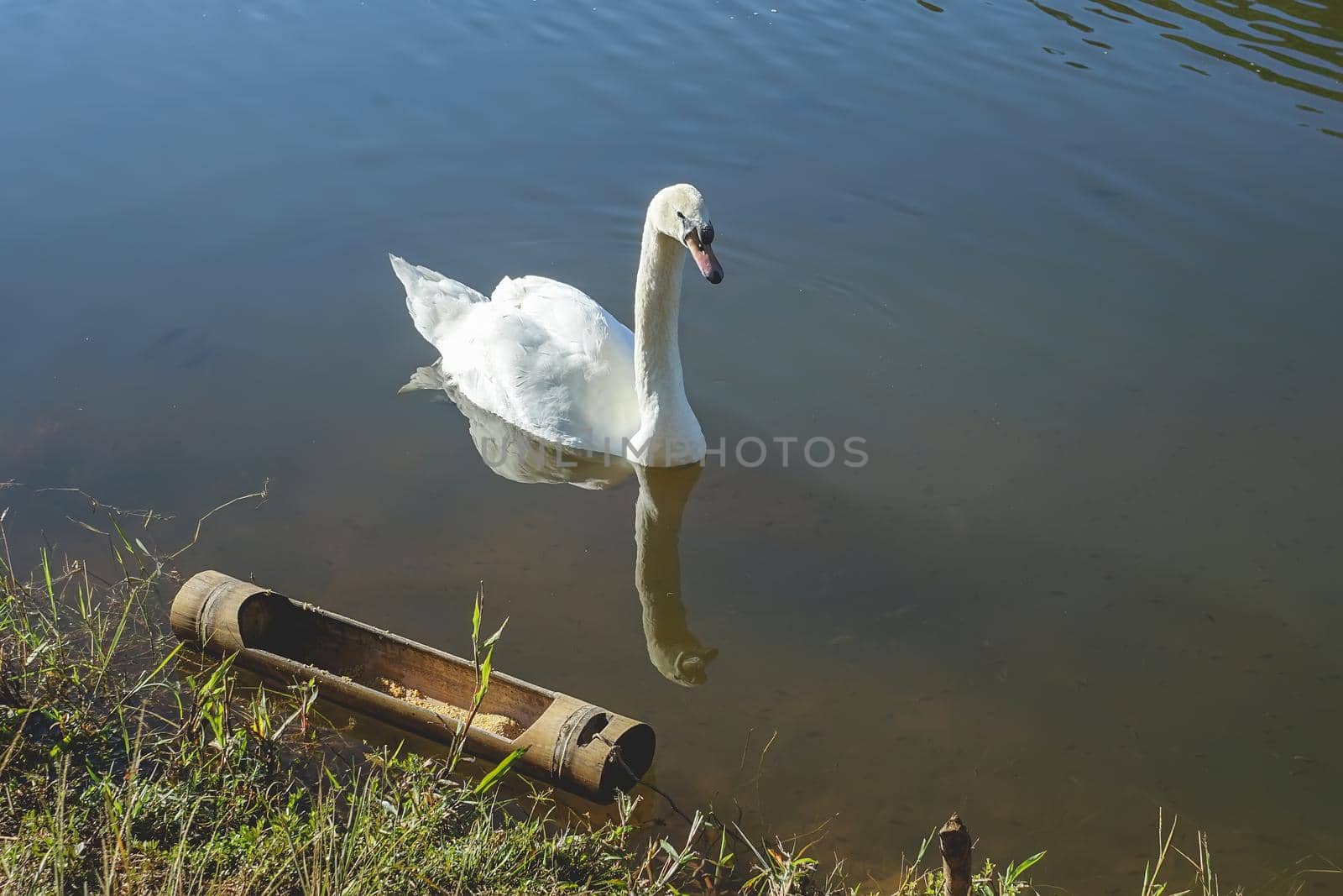 Beautiful in nature white swan on Reservoir. by Desatit