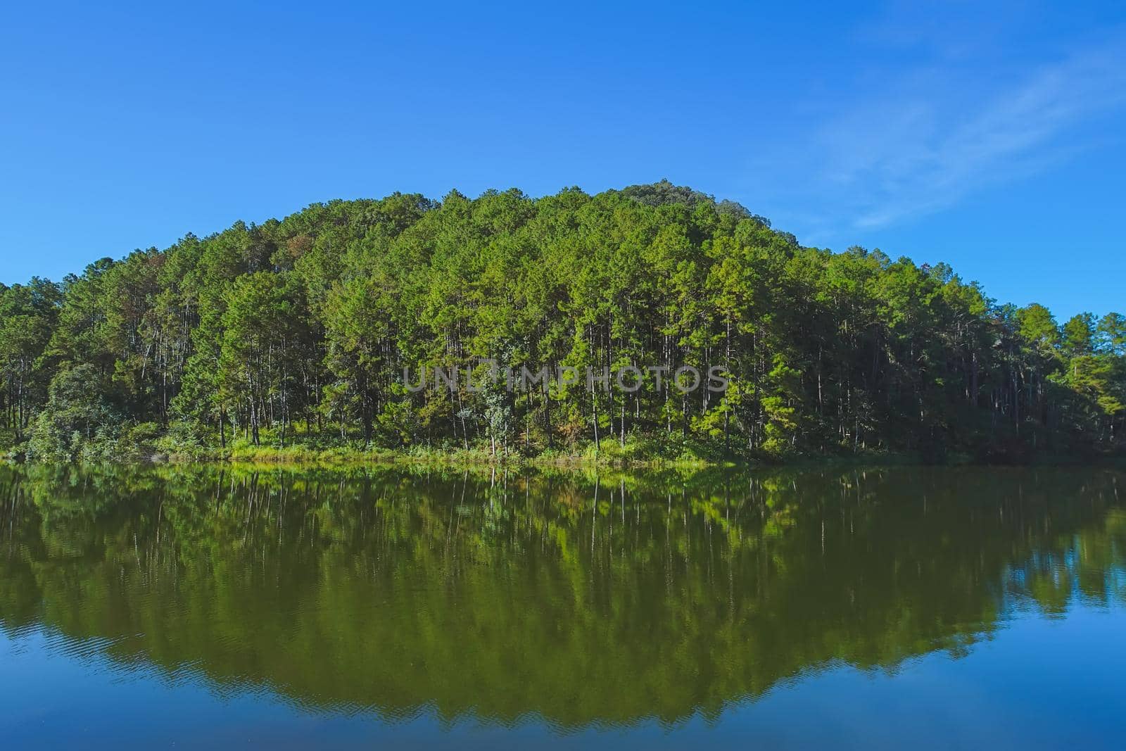 Beautiful Pine forest, good environment at Pang Oung Reservoir in Mae Hong Son, Thailand.