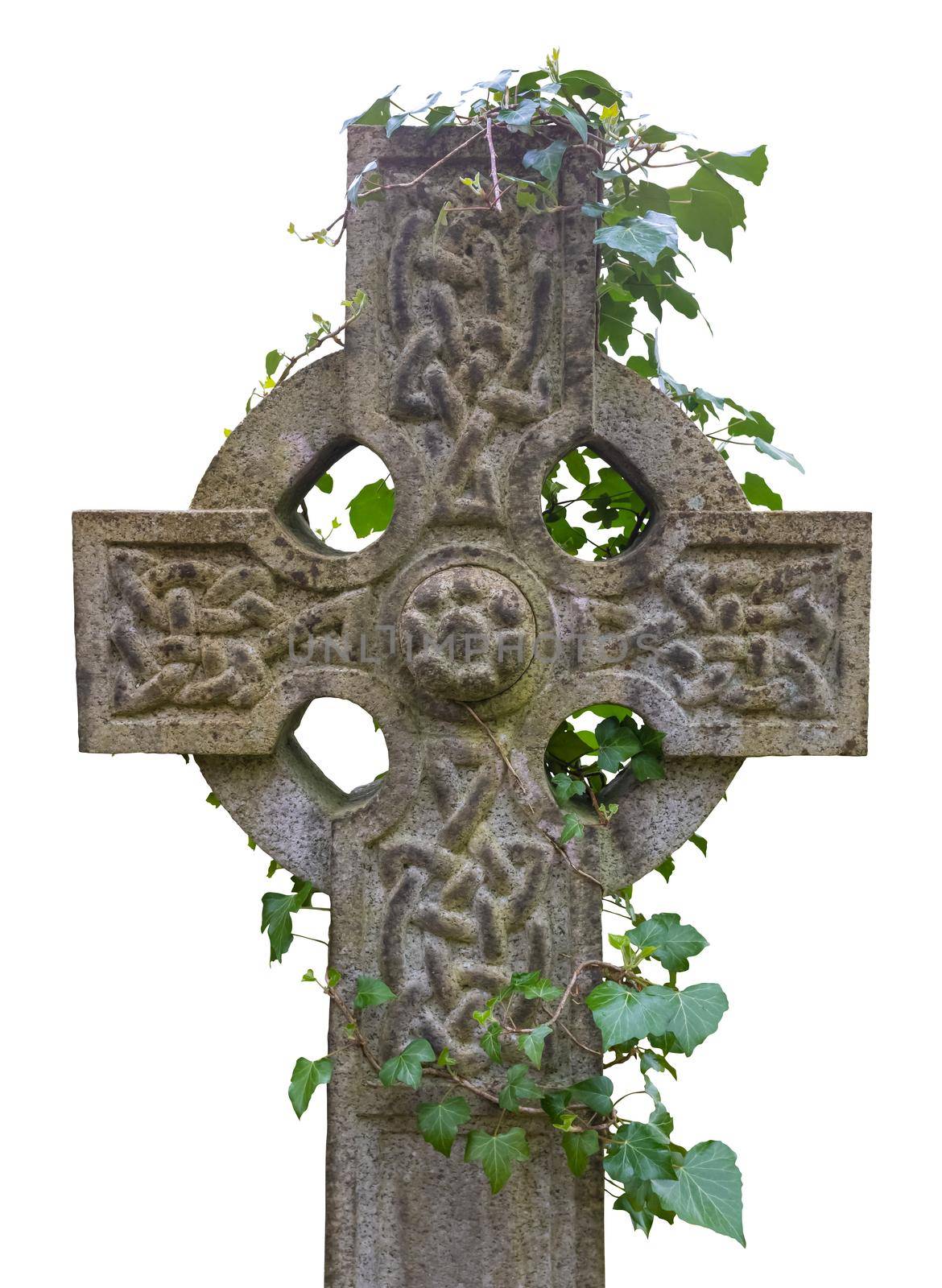 Ivy Growing Around An Ancient Celtic Cross Gravestone, Isolated On A White Background