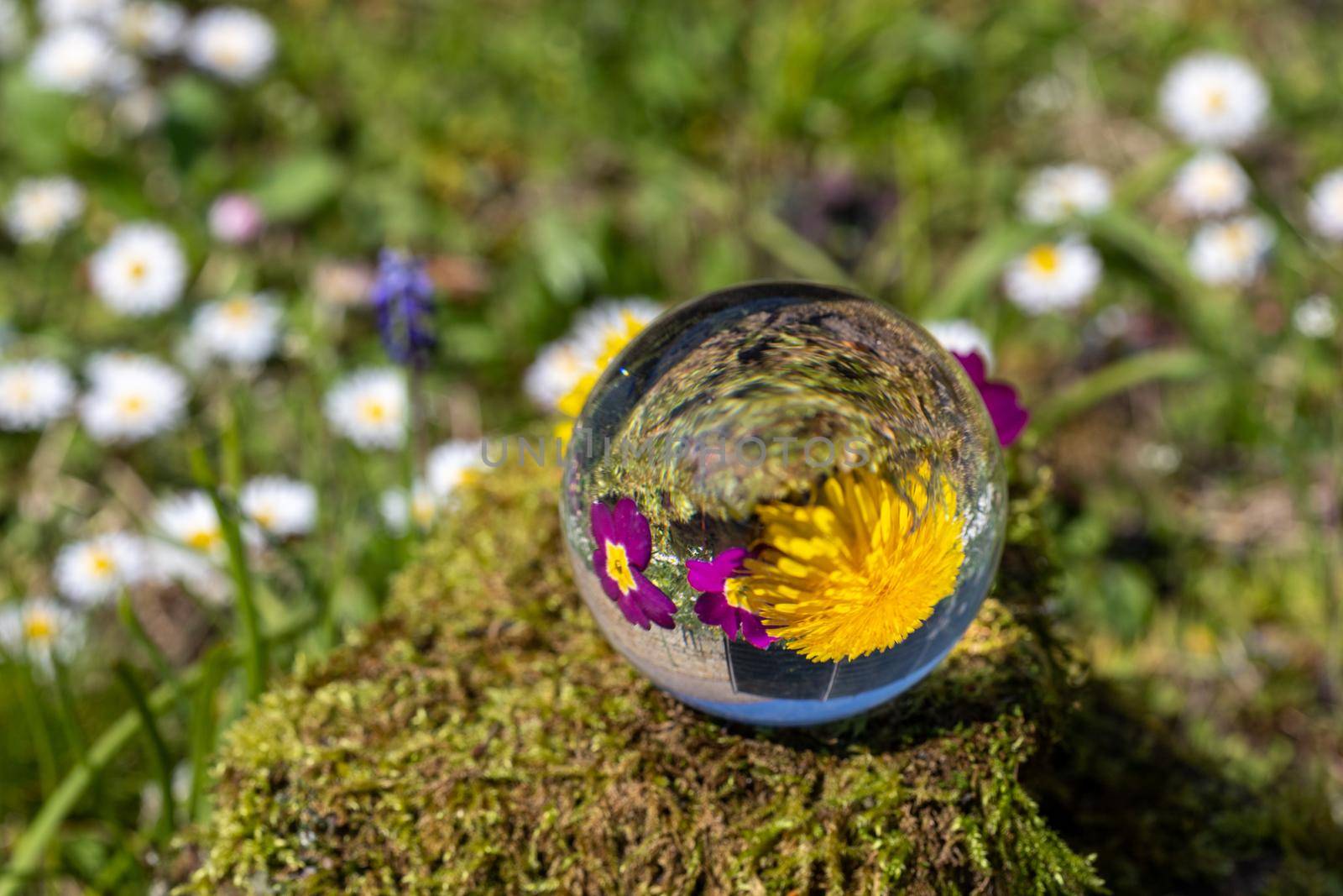 Crystal ball with dandelion and purple primrose blossom on moss covered stone surrounded by a flower meadow