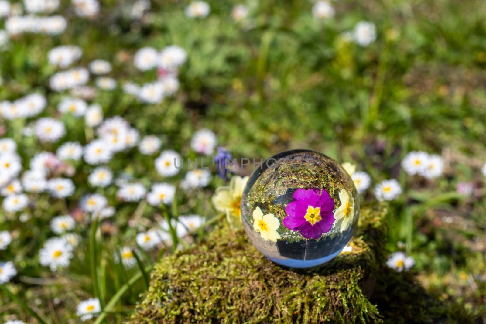Crystal ball with purple and yellow primrose blossom on moss covered stone surrounded by a flower meadow