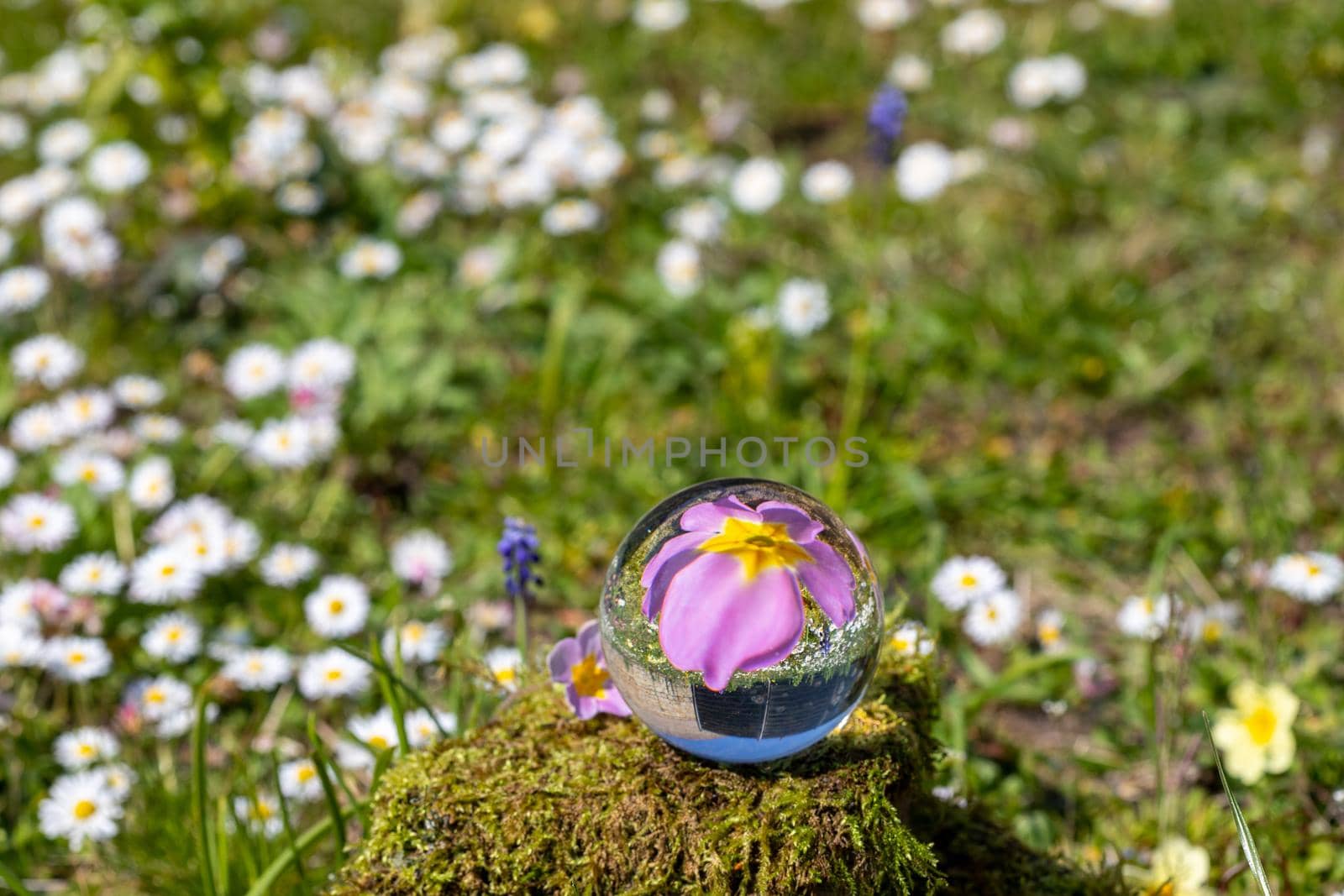 Crystal ball with pink primrose blossom on moss covered stone surrounded by a flower meadow