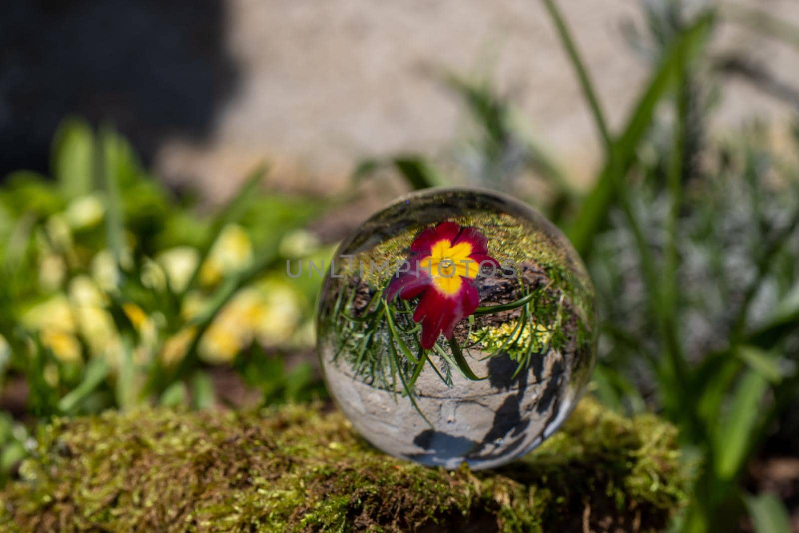 Crystal ball with red primrose blossom on moss covered stone  by reinerc