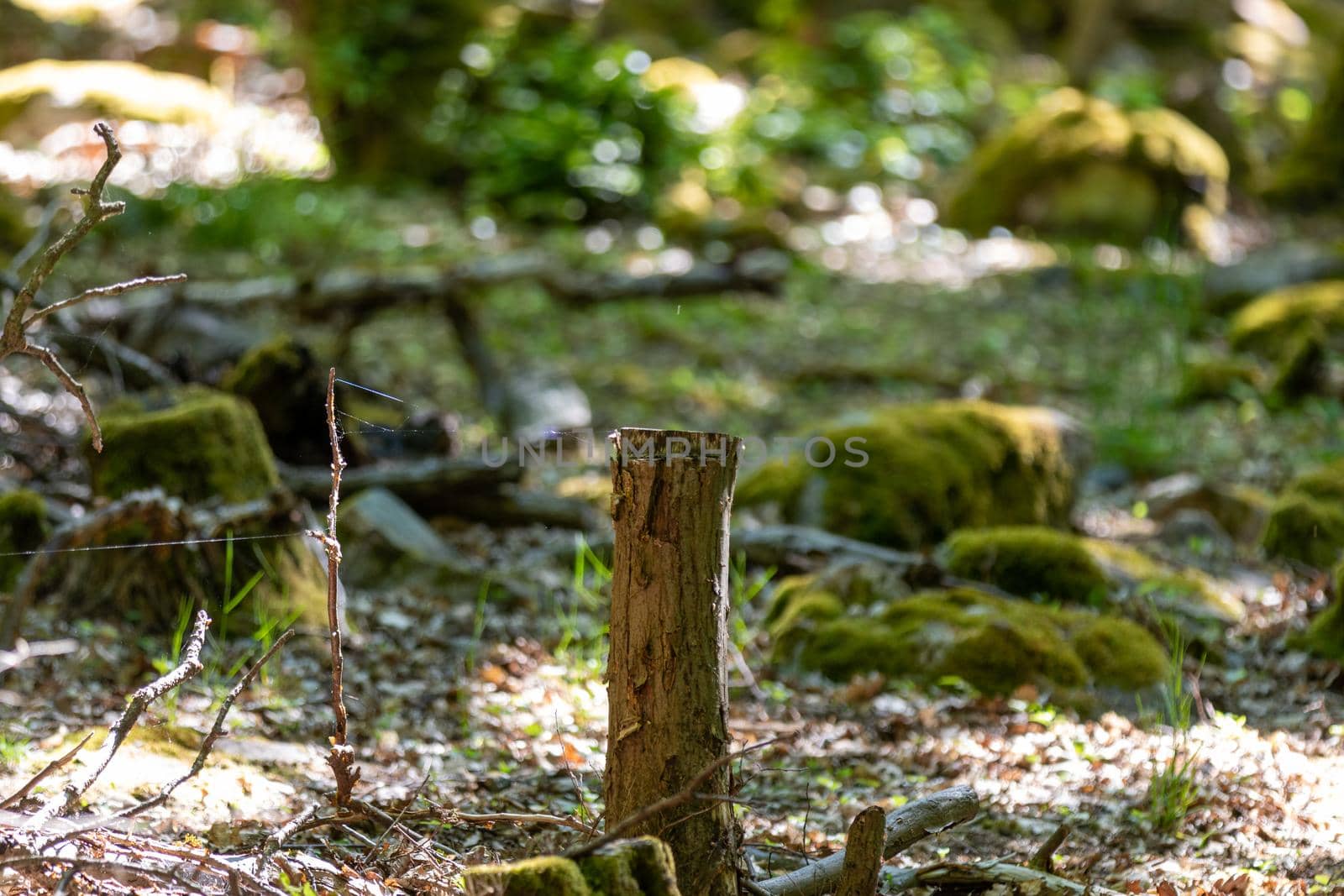 Forest floor with moss, stones and tree stump with spider threads on the Lemberg, Rhineland-Palatinate, Germany