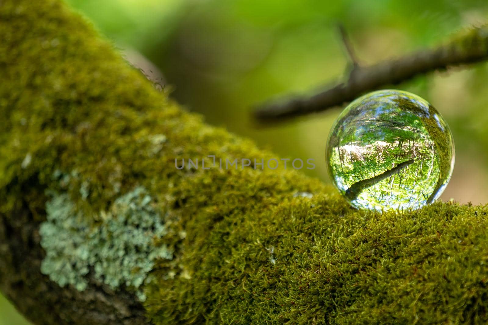 Crystal ball on a moss covered branch of a tree