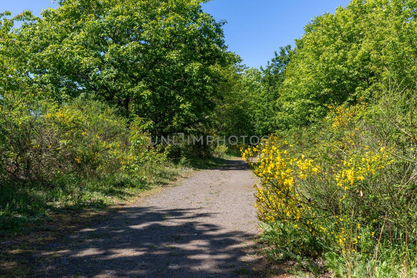 Walking trail through the forest on the Lemberg, Rhineland-Palatinate, Germany