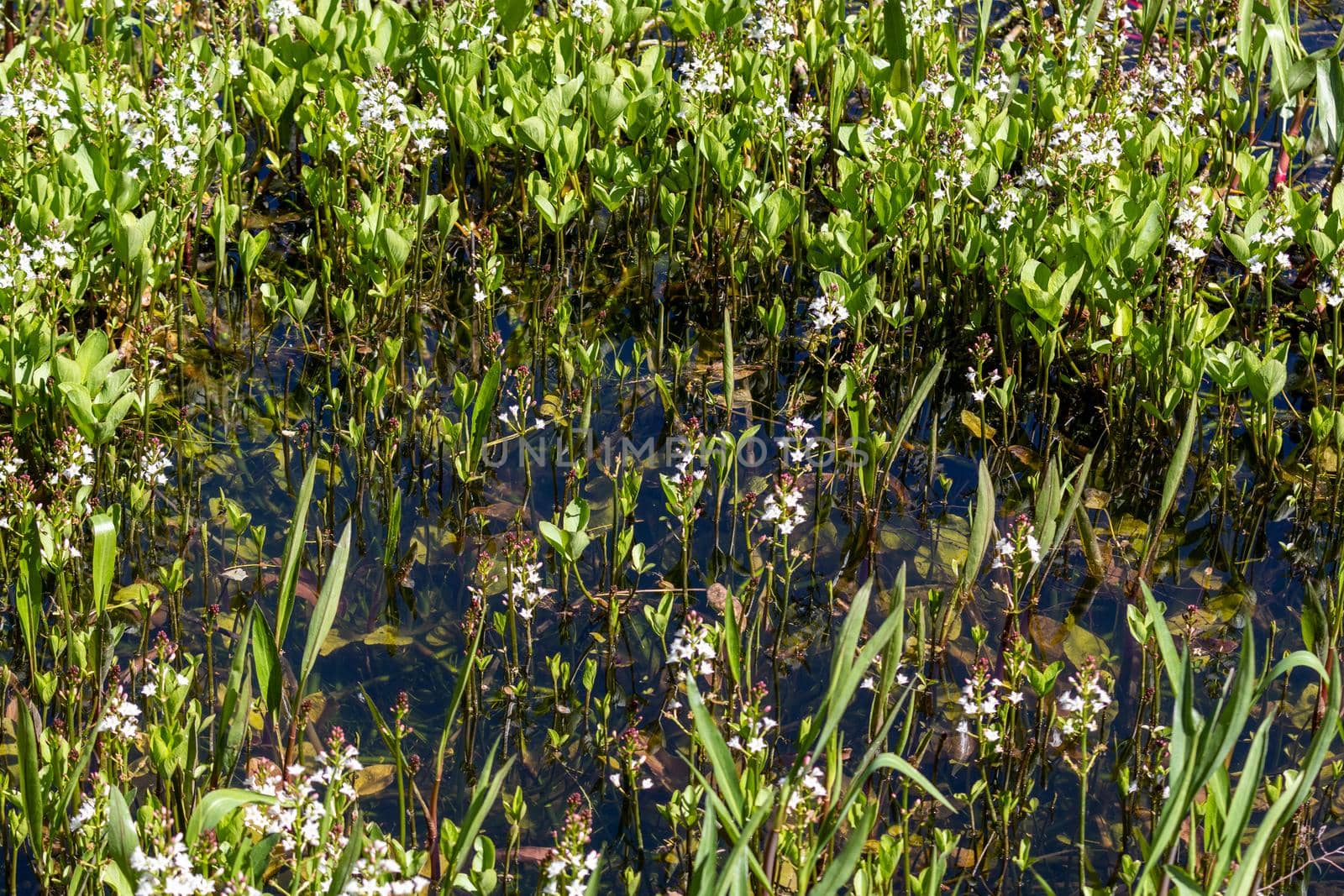 Fever clover with white flowers in the water by reinerc