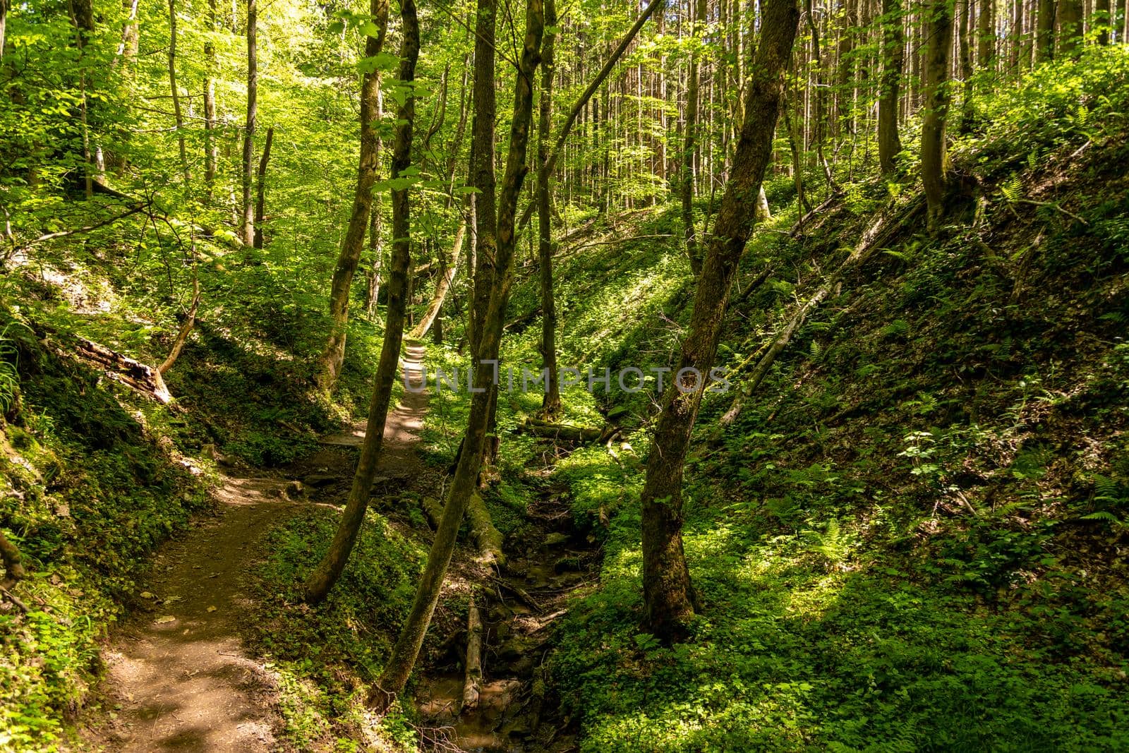 Hiking trail though the Palatinate forest nearby Pirmasens, Germany 