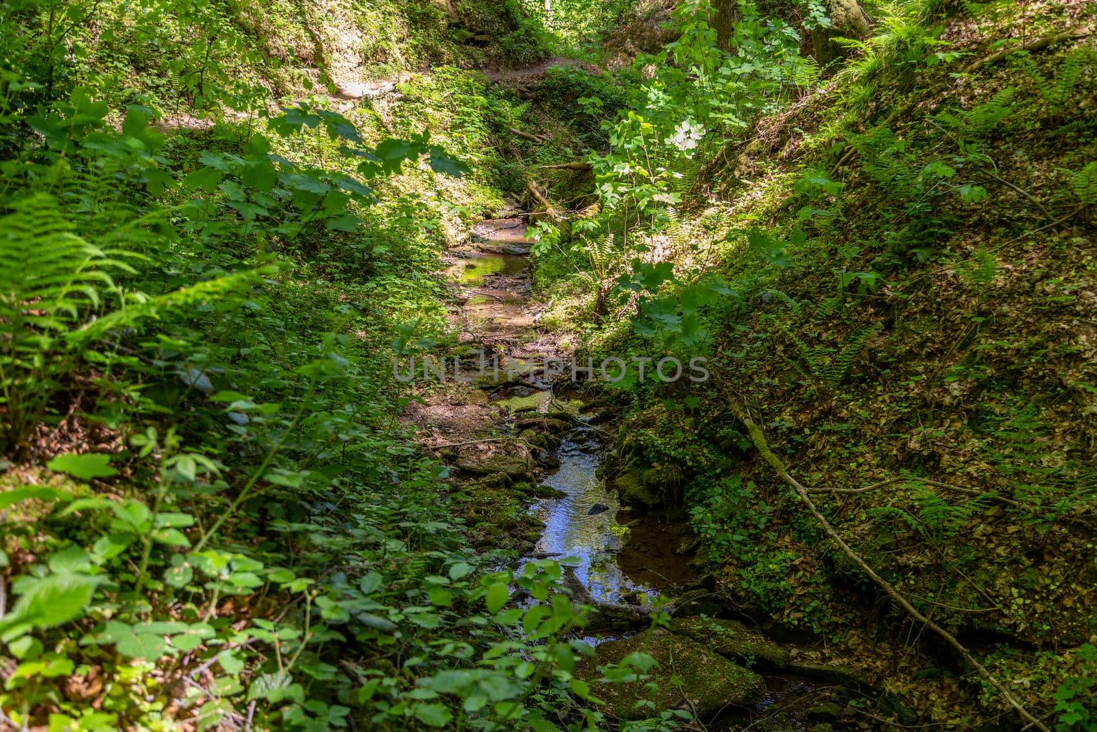 Small stream in the canyon Hexemklamm, Palatinate forest nearby Pirmasens  by reinerc