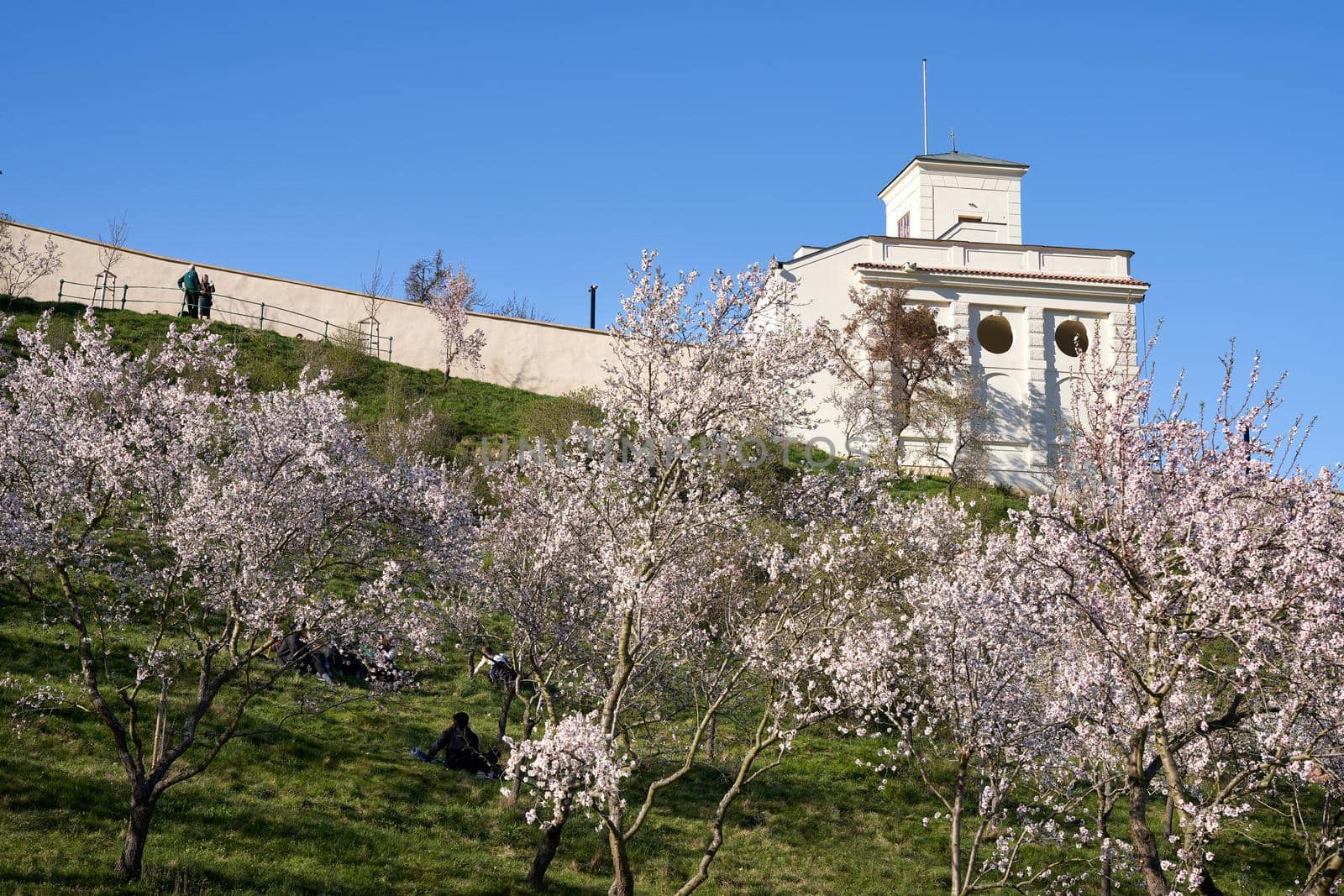 U.S. Embassy in Prague, with blooming almond trees in spring in the foreground by madeleine_steinbach