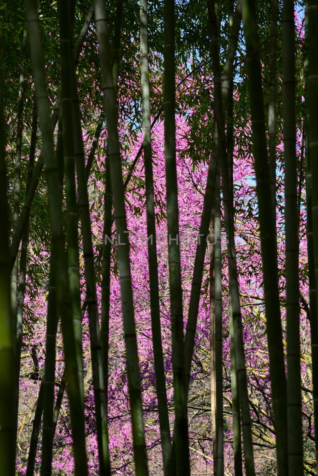 bamboo forest with pink flower trees by AlessandroZocc