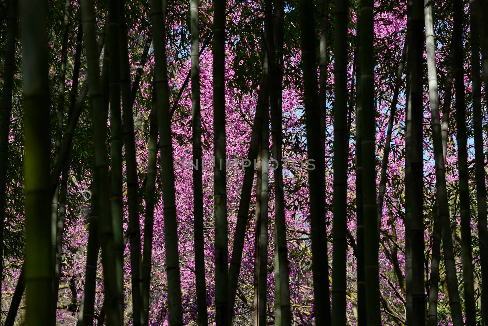 bamboo forest with pink flower trees by AlessandroZocc