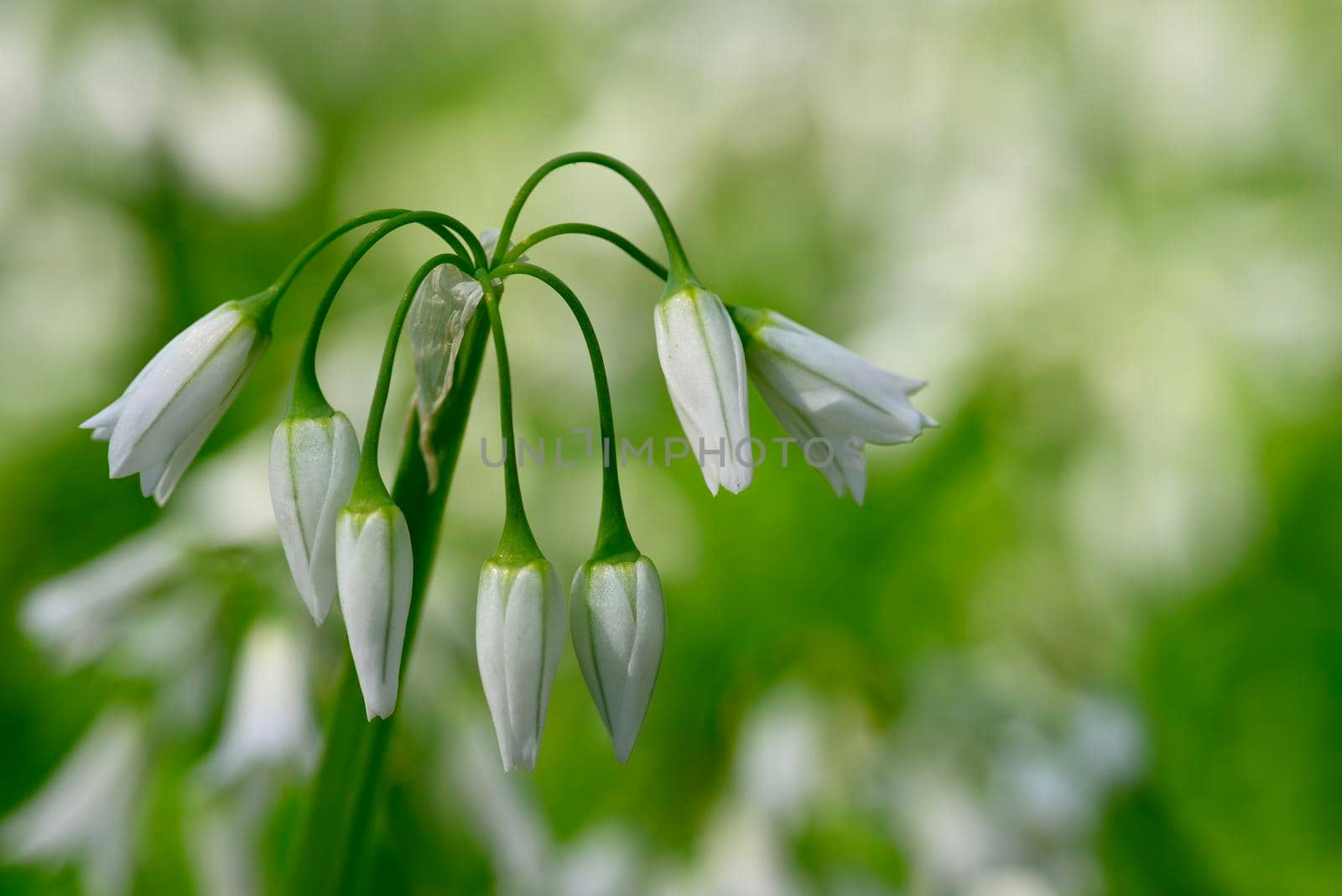 White flowers of three-cornered leek, Allium triquetrum, plant of the onions and garlic family native to the Mediterranean basin.