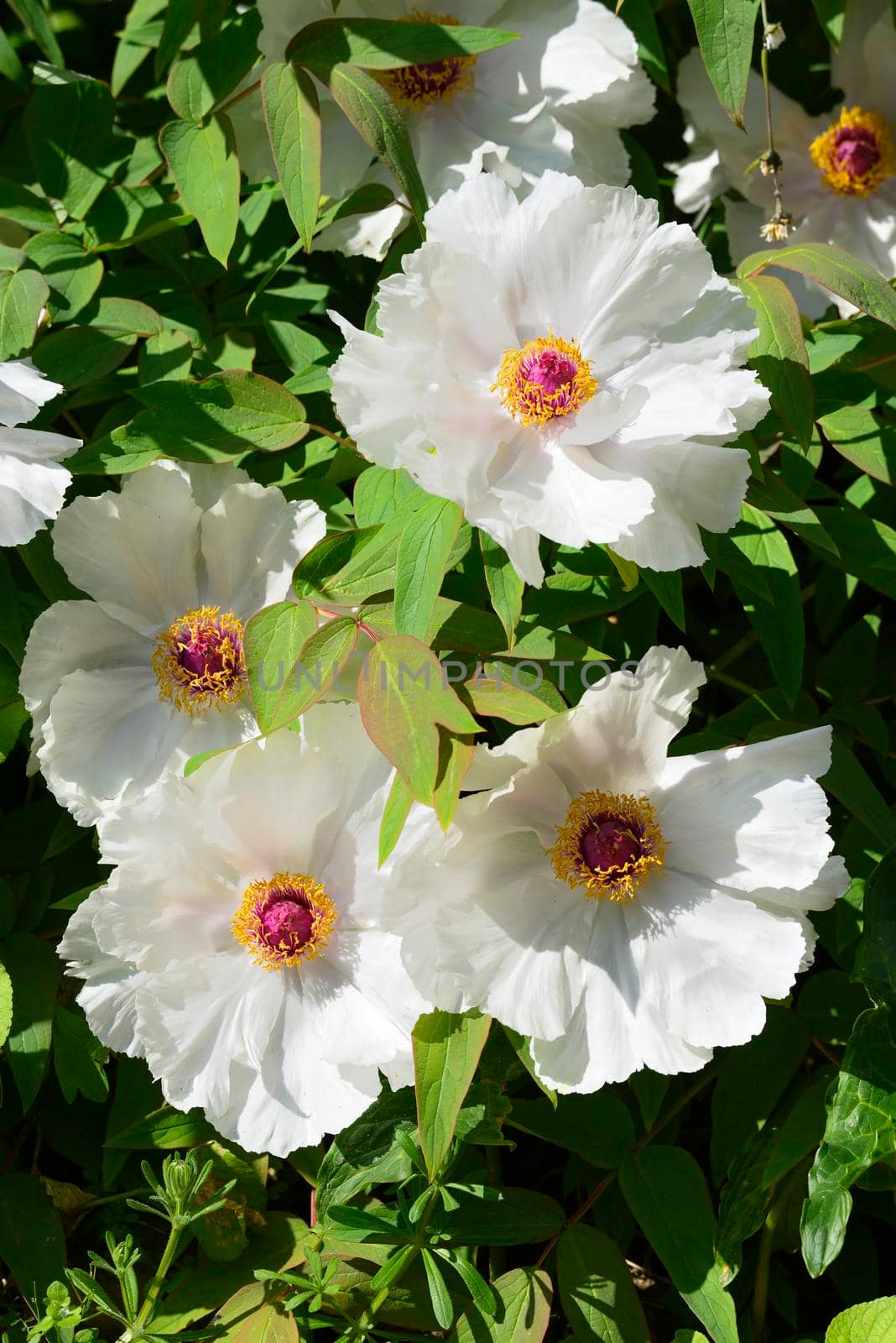 Close up of paeony flowers in full Spring bloom.