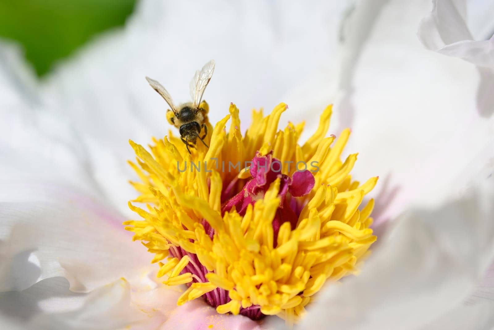 paeony flowers in full Spring bloom. by AlessandroZocc