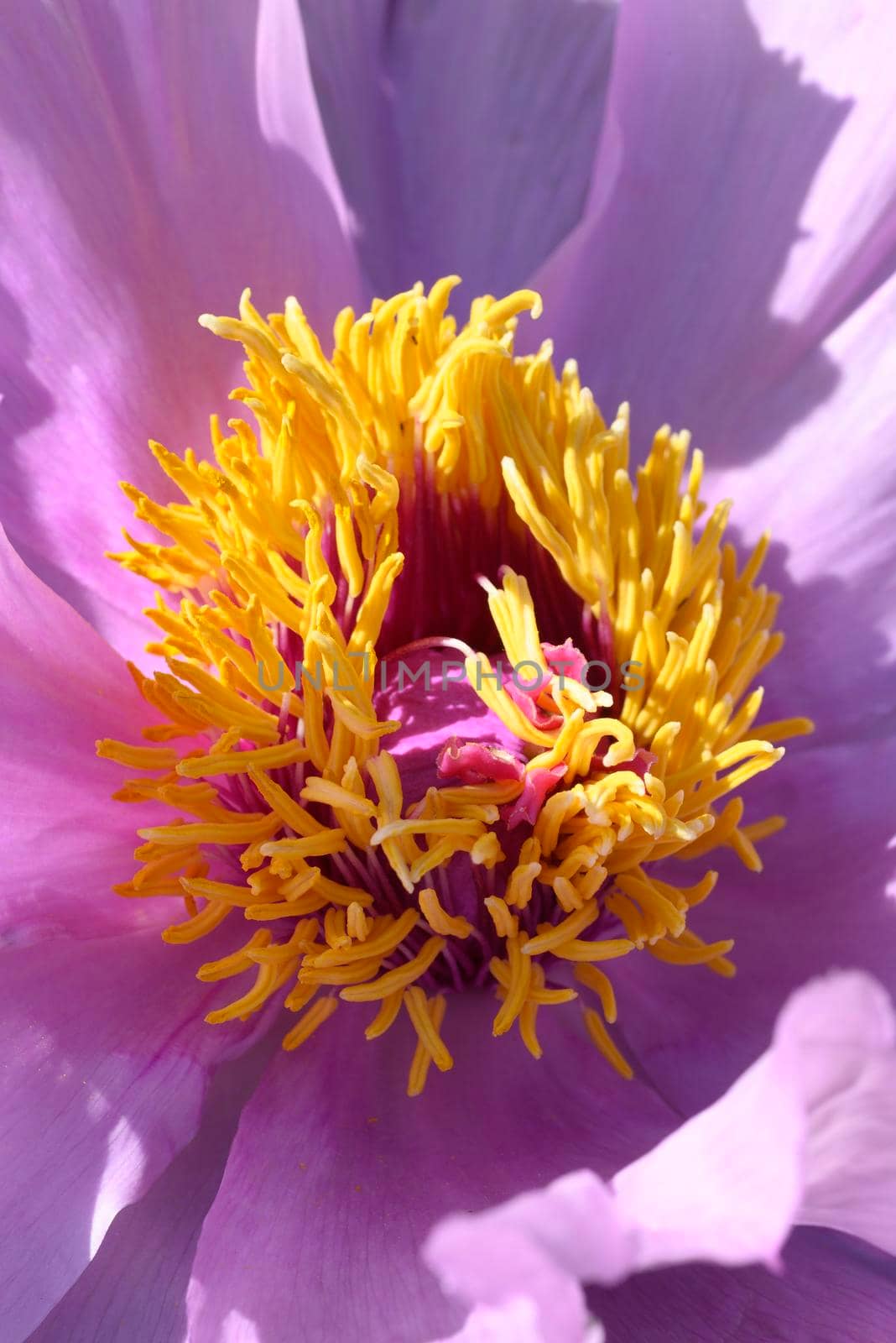 Close up of paeony flowers in full Spring bloom.