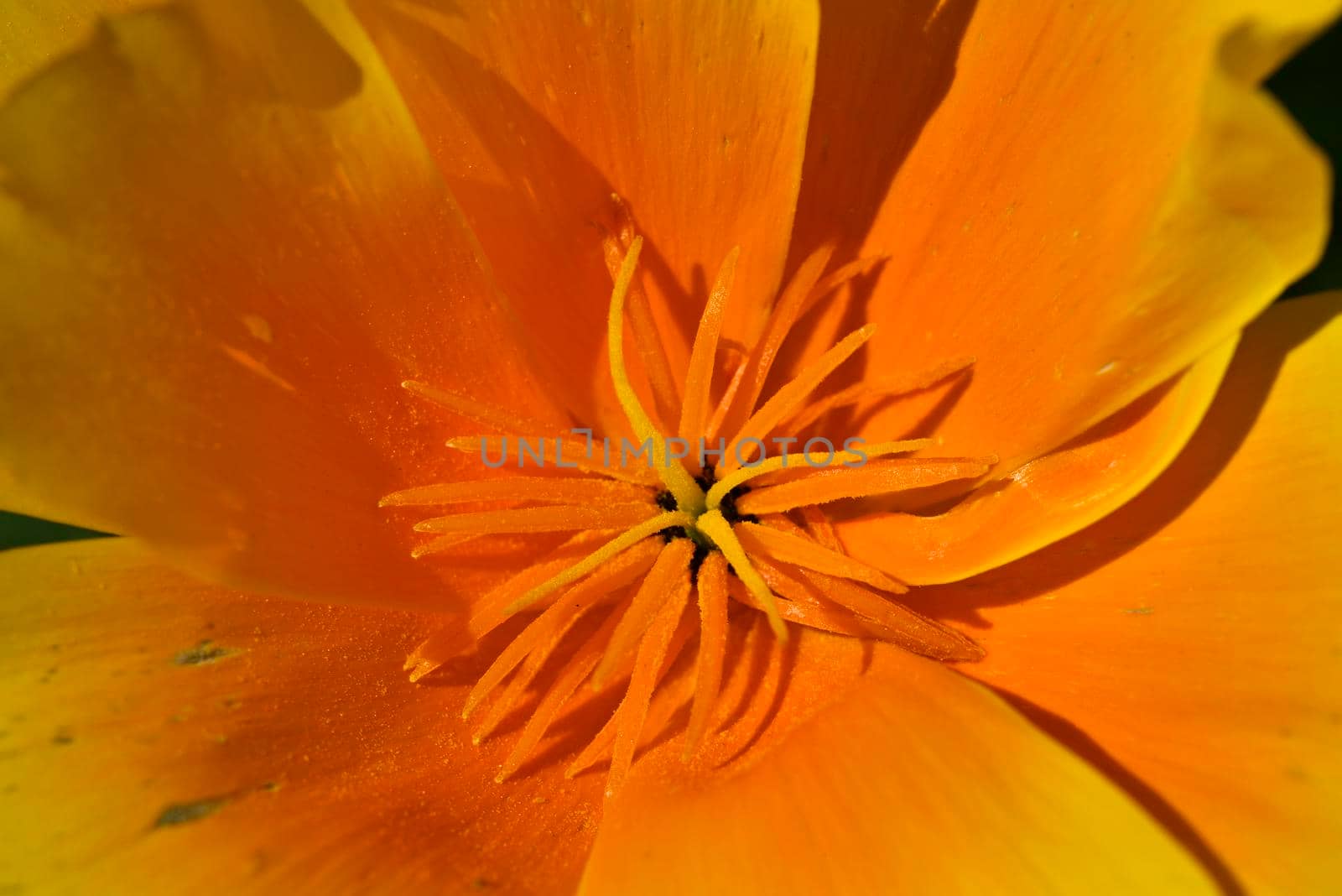 Eschscholzia californica, California, golden poppy, sunlight or cup of gold flower close up.