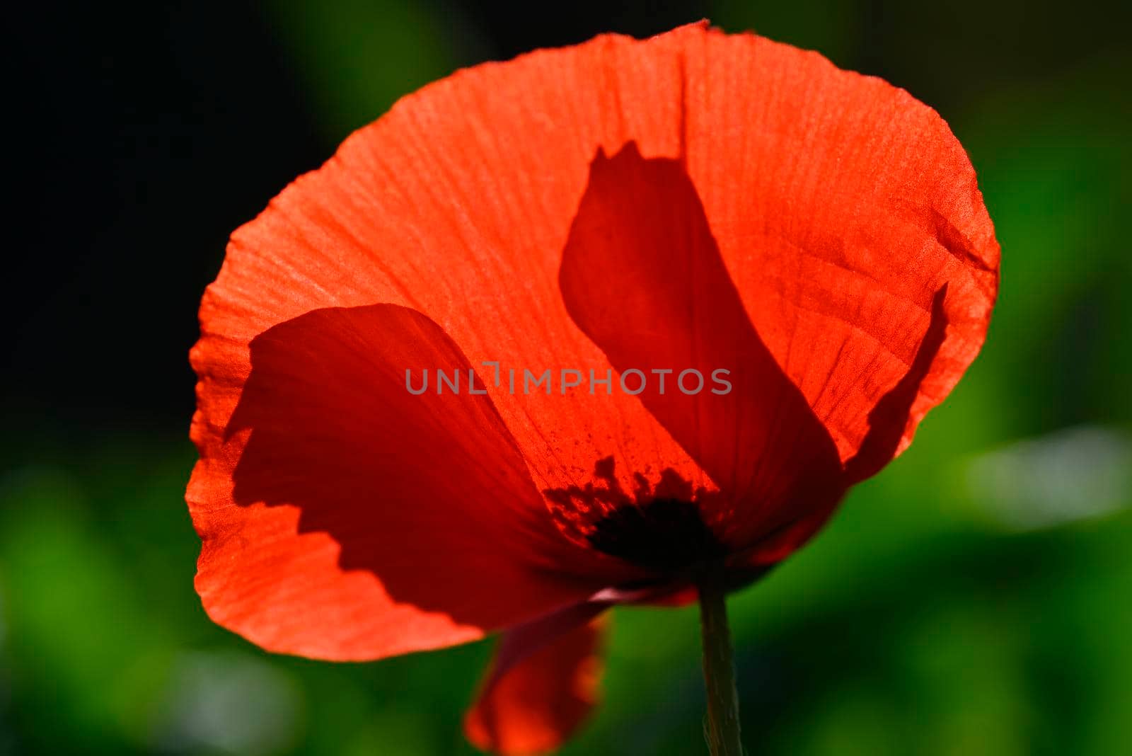 Close up of red poppy flower, papaver rohas