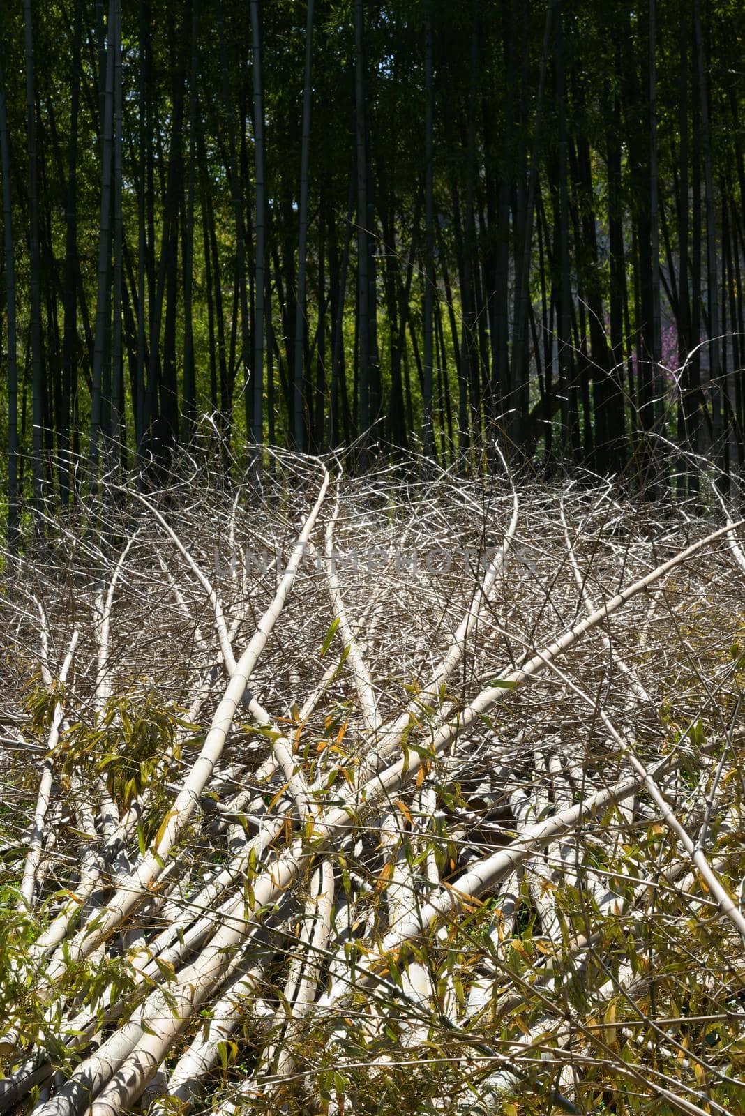 Bamboo forest deforestation for construction and intensive agricultural fields.