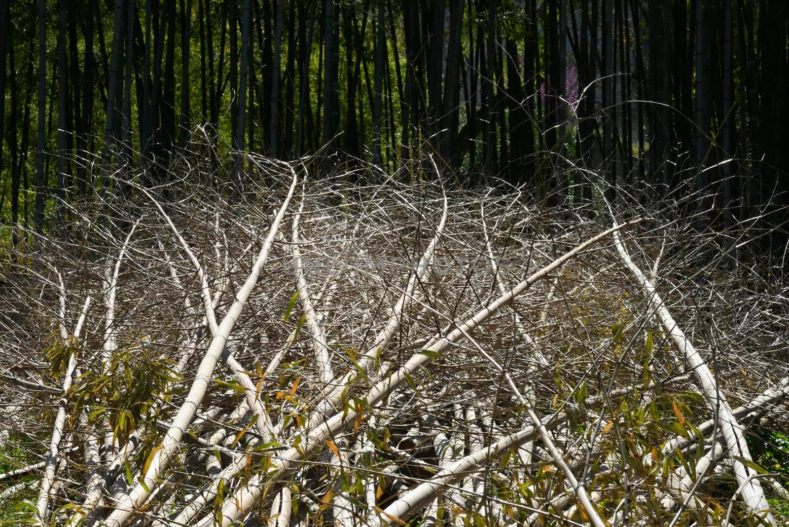 Bamboo forest deforestation for construction and intensive agricultural fields.