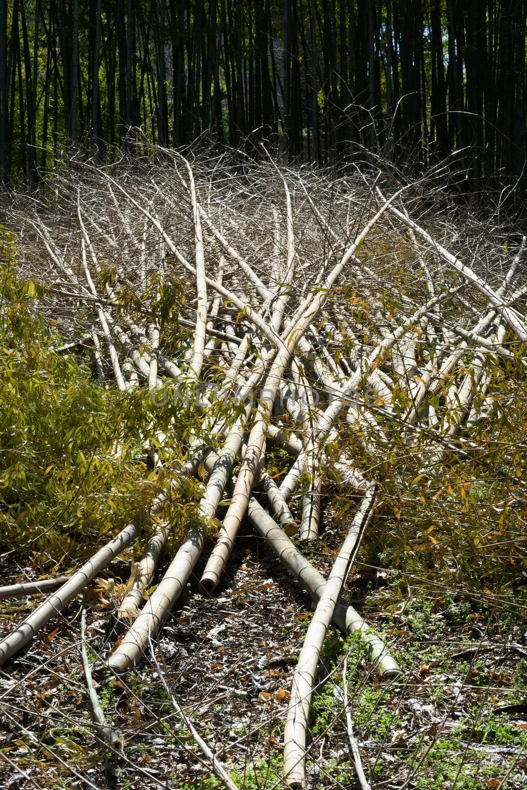 Bamboo forest deforestation for construction and intensive agricultural fields.