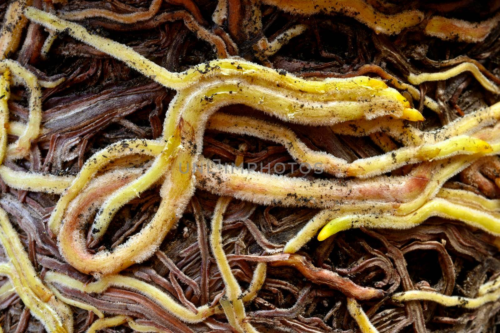 Roots, modified organs to provide anchorage for and take in water and nutrients into the plant body