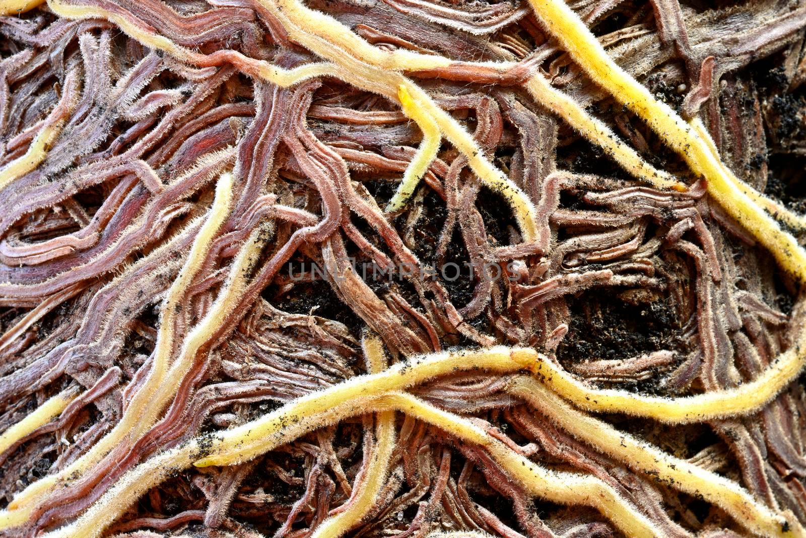 Roots, modified organs to provide anchorage for and take in water and nutrients into the plant body