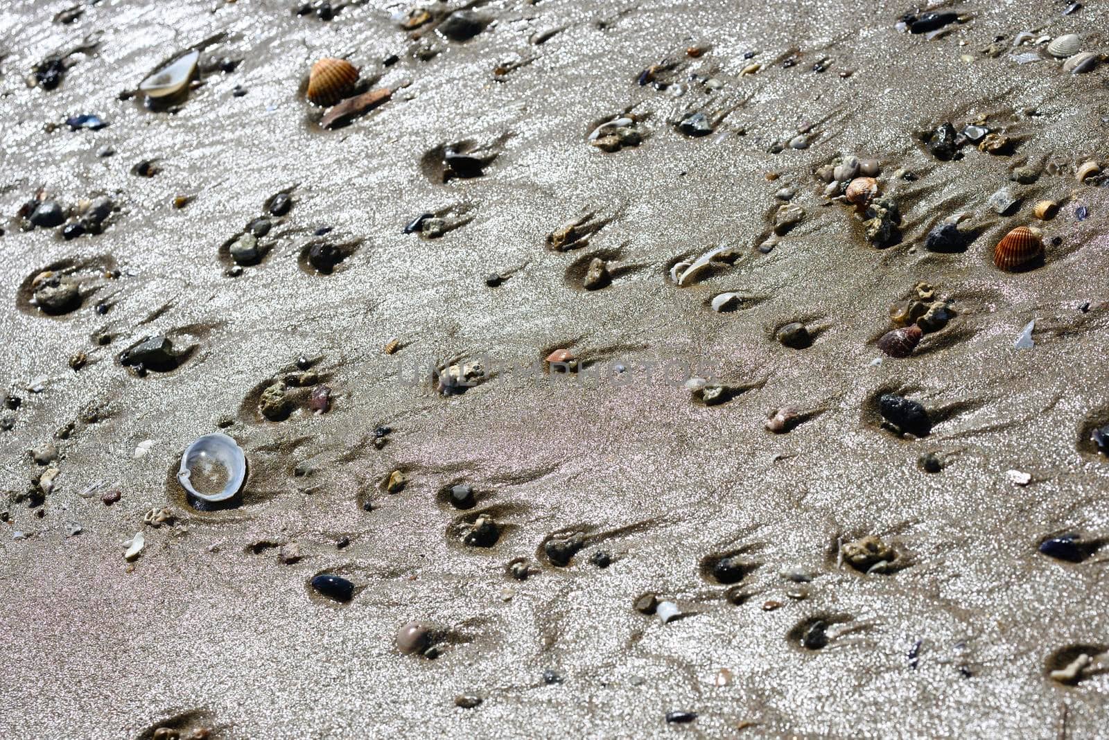 Mediterranean beach detail with sand, shells, driftwood u by AlessandroZocc