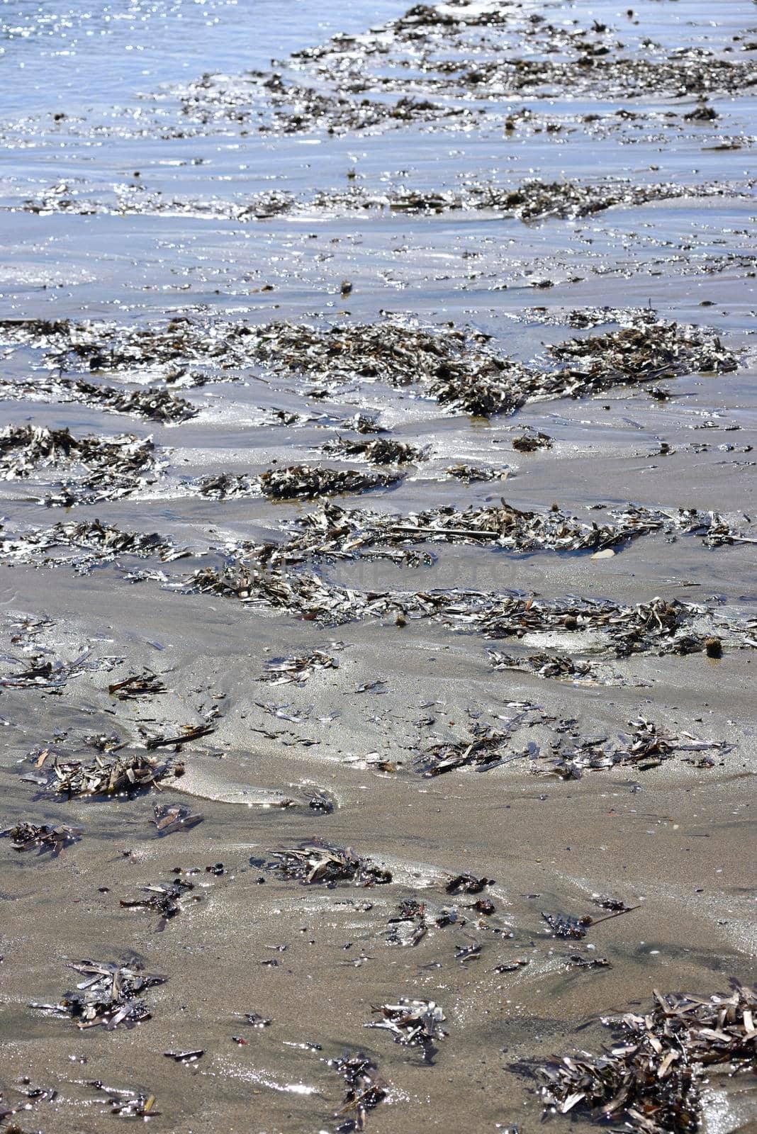 Mediterranean beach detail with sand, shells, driftwood under high sun