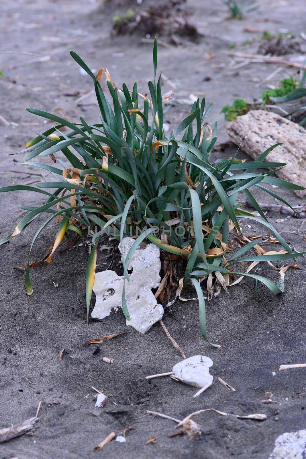 Pancratium maritimum,  sea daffodil, species of bulbous plant native to the Canary Islands and both sides of the Mediterranean region.