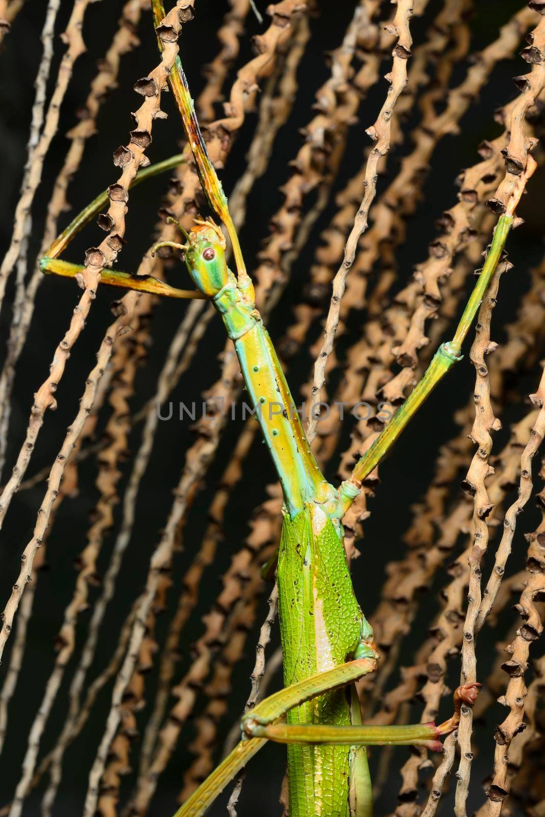 Giant stick insect, large species of Australian stick insect,