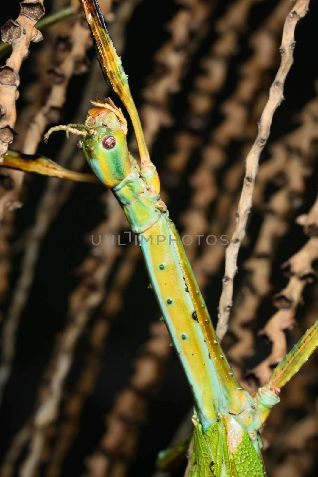 Giant stick insect, large species of Australian stick insect, by AlessandroZocc