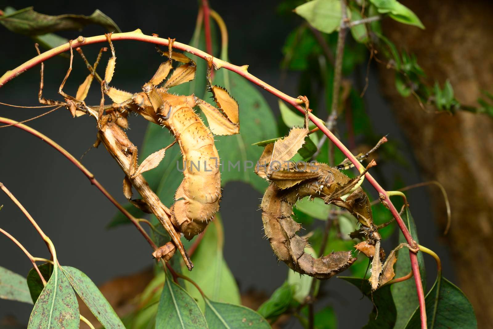 Spiny leaf insect, large species of Australian stick insect, Extatosoma tiaratum