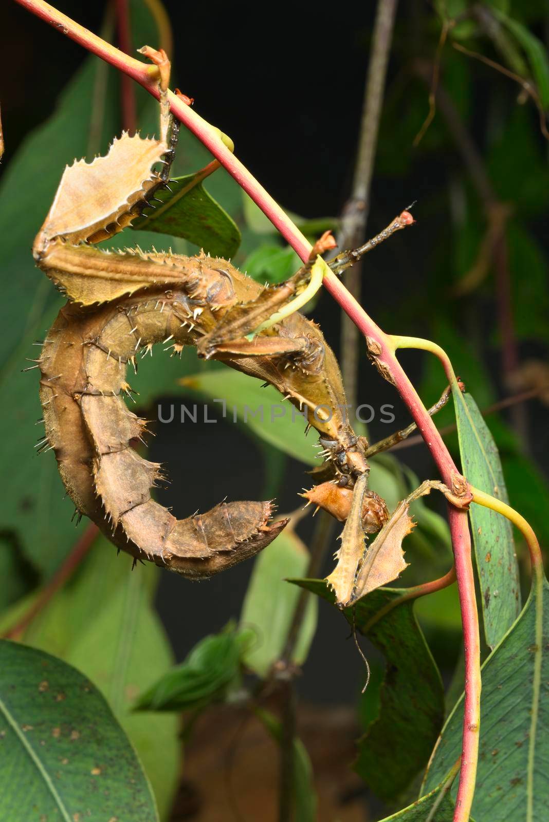 Spiny leaf insect, large species of Australian stick insect, by AlessandroZocc