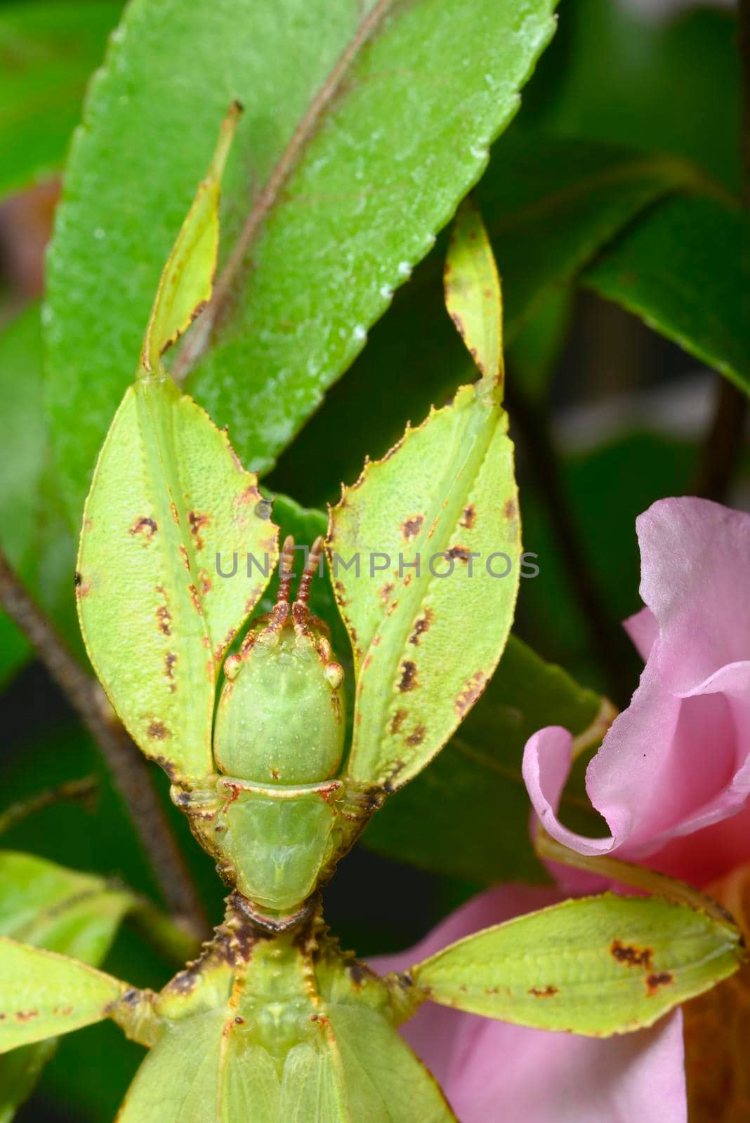 Camouflage example of leaf insect from tropical Asia.