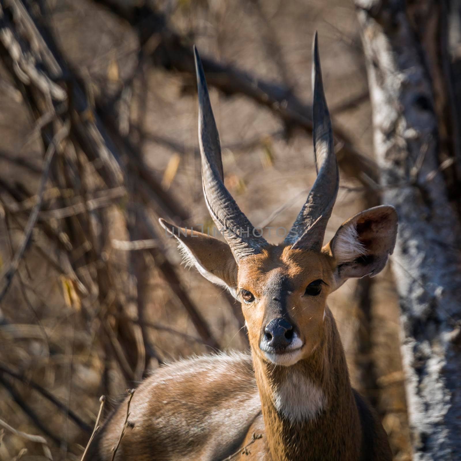 Cape bushbuck in Kruger National park, South Africa by PACOCOMO