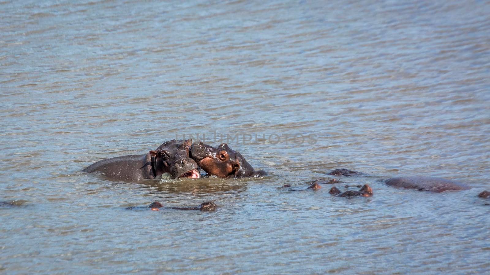Hippopotamus playing with cub in Kruger National park, South Africa ; Specie Hippopotamus amphibius family of Hippopotamidae