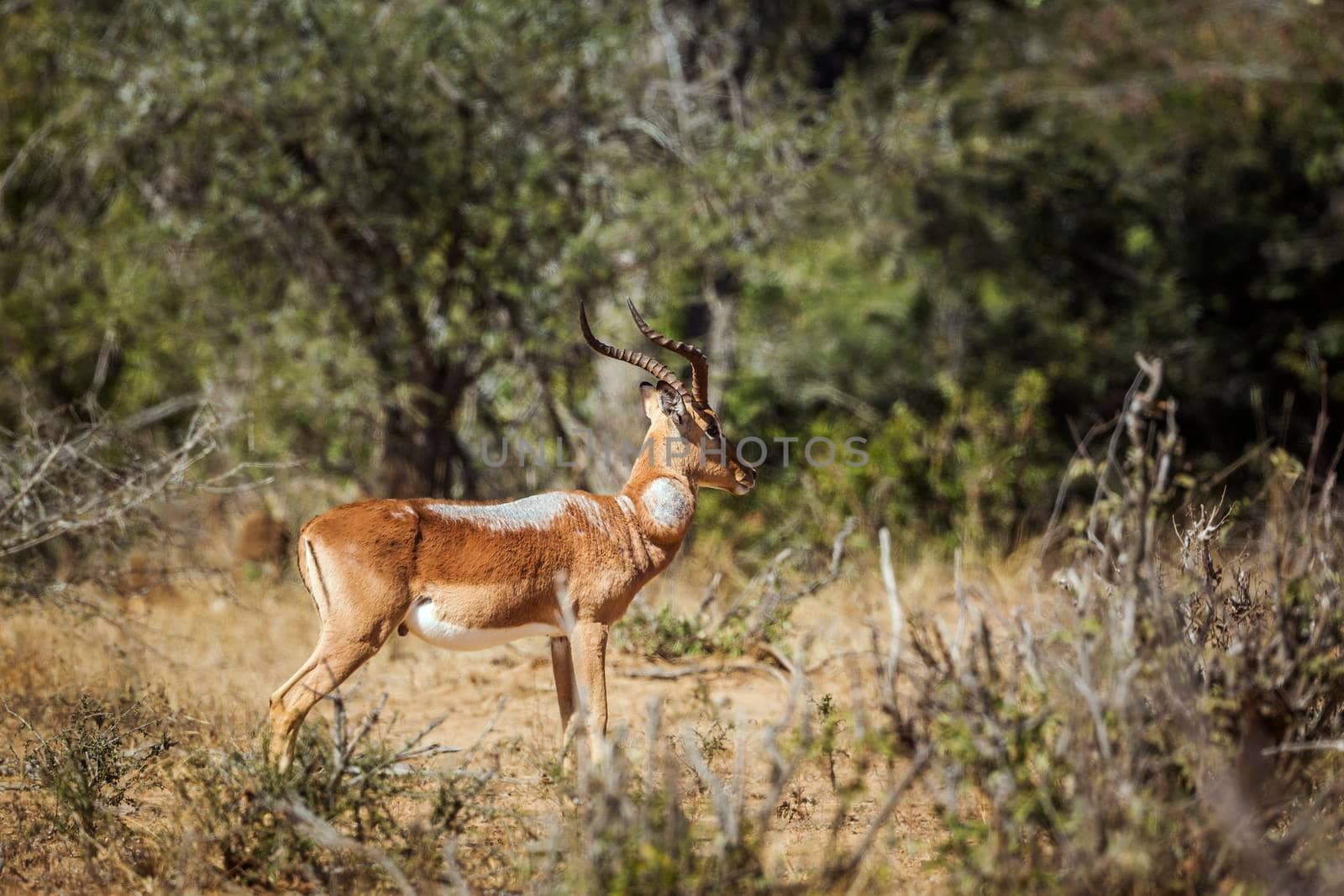 Common Impala male with fur disease in Kruger National park, South Africa ; Specie Aepyceros melampus family of Bovidae