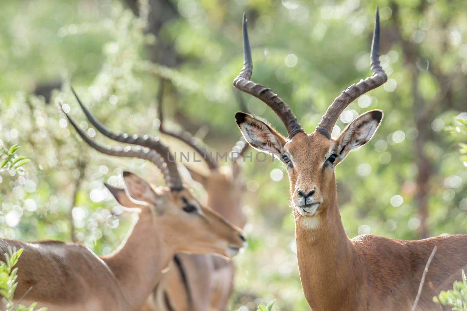 Common Impala horned male with backlit natural background in Kruger National park, South Africa ; Specie Aepyceros melampus family of Bovidae