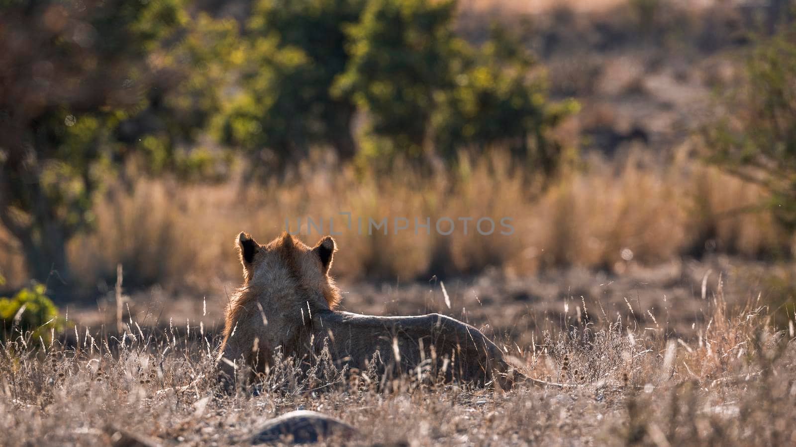 African lion young male lying down in backlit rear view in Kruger National park, South Africa ; Specie Panthera leo family of Felidae