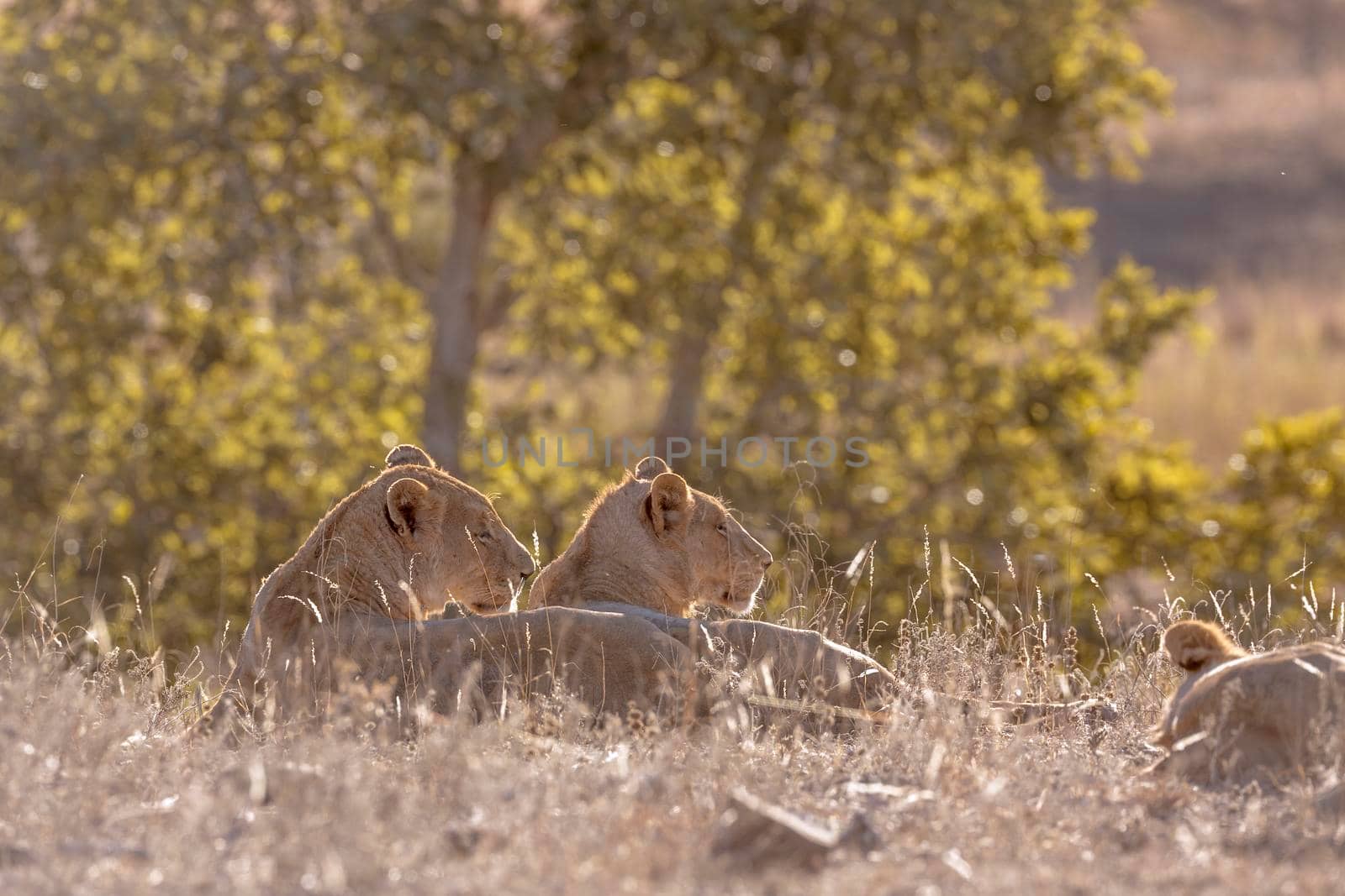 Two African lioness lying down in backlit in Kruger National park, South Africa ; Specie Panthera leo family of Felidae