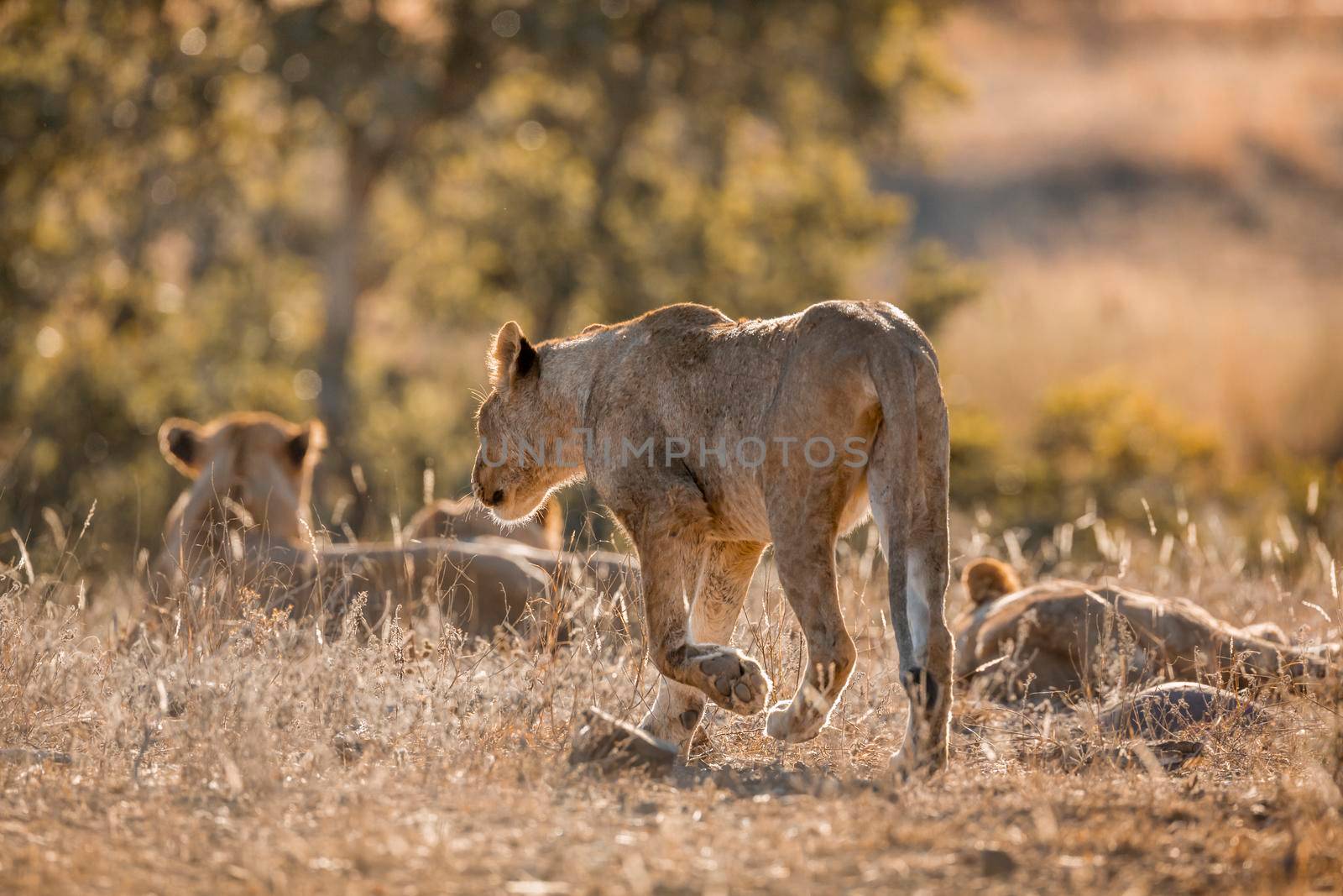 Young African lion walking in middle of a pride in Kruger National park, South Africa ; Specie Panthera leo family of Felidae