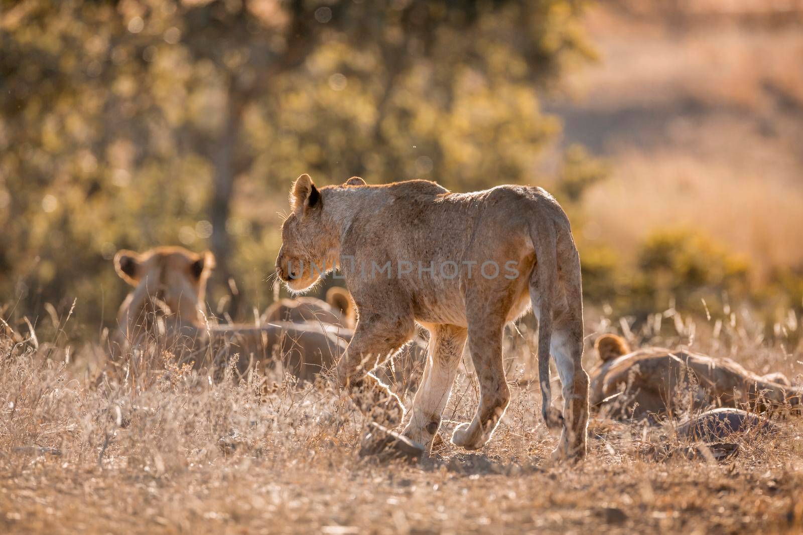 Young African lion walking in middle of a pride in Kruger National park, South Africa ; Specie Panthera leo family of Felidae