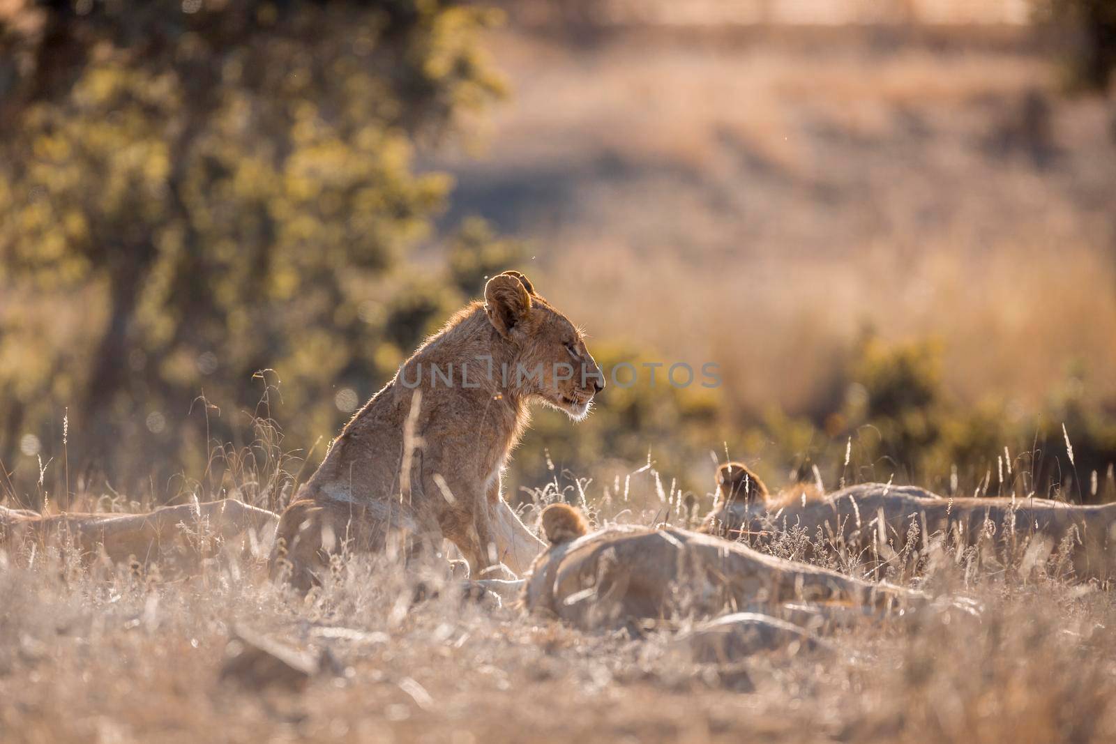 Young African lion sitting in middle of pride in Kruger National park, South Africa ; Specie Panthera leo family of Felidae