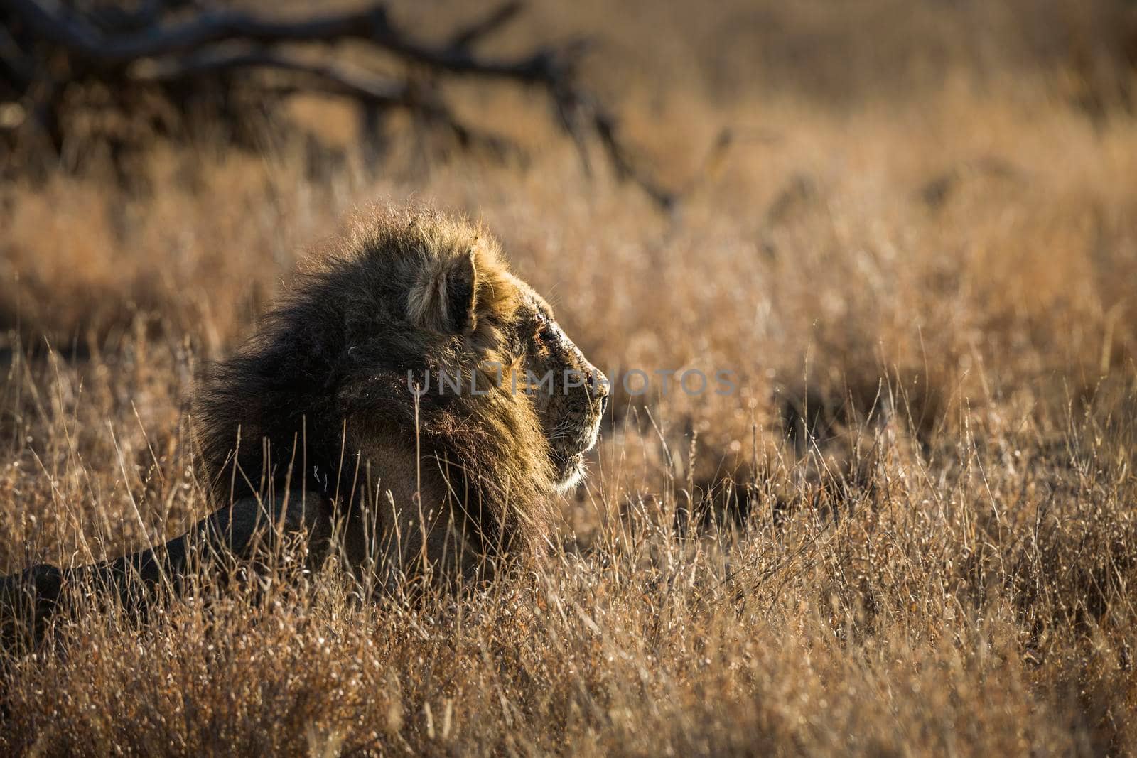 Majestic African lion male black mane lying down in grass in Kruger National park, South Africa ; Specie Panthera leo family of Felidae