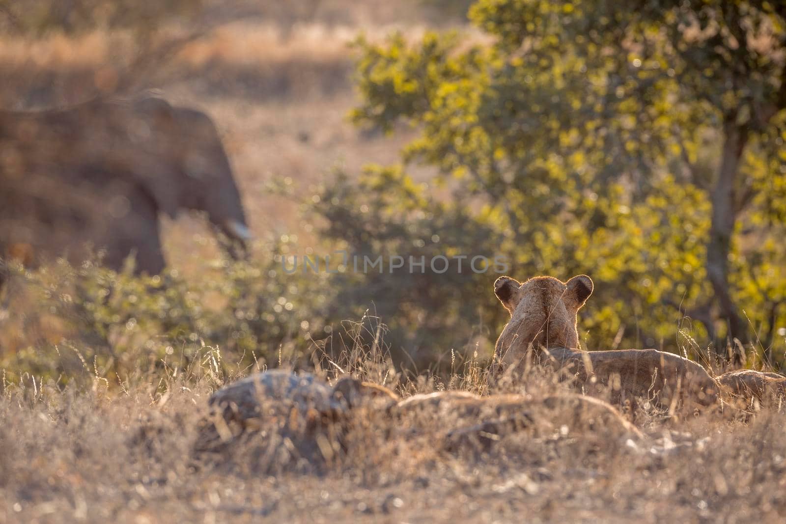 African lion watching an elephant walking close in Kruger National park, South Africa ; Specie Panthera leo family of Felidae