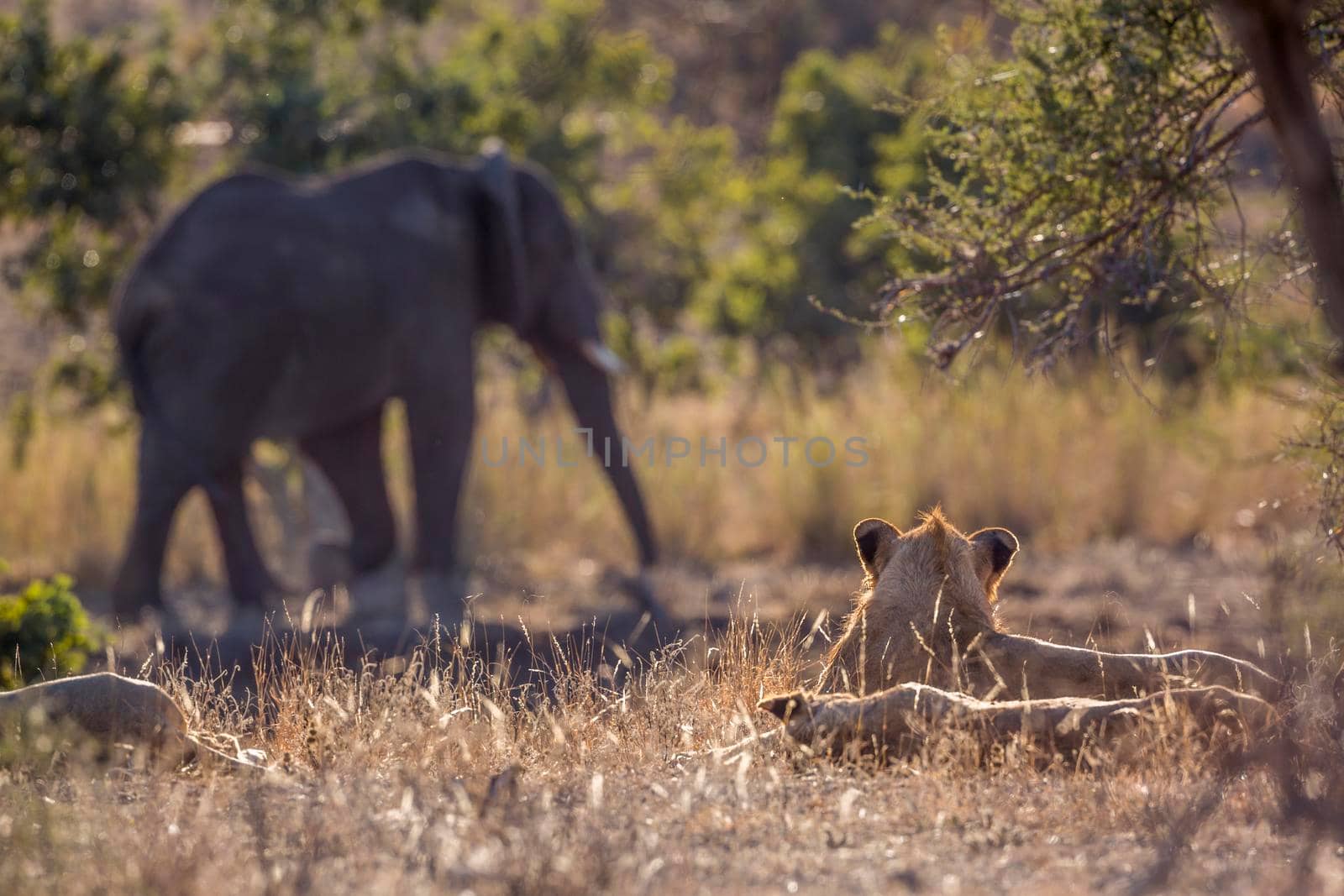 African lion watching an elephant walking close in Kruger National park, South Africa ; Specie Panthera leo family of Felidae