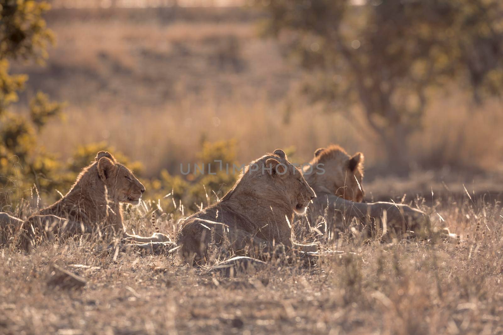 African lion pride lying down in backlit grass in Kruger National park, South Africa ; Specie Panthera leo family of Felidae