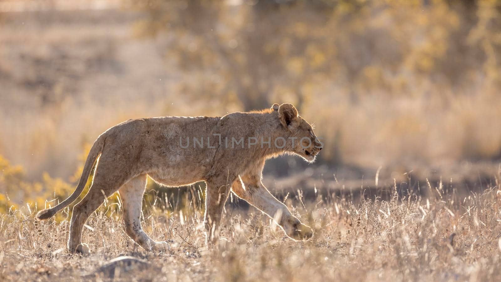 Young African lion walking in backlit savannah in Kruger National park, South Africa ; Specie Panthera leo family of Felidae